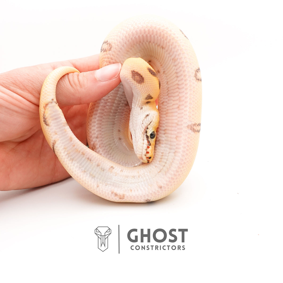 Spotnose, Super Enchi, Desert Ghost, Clown — Female, 2025 hatch, captive-bred by Ghost Constrictors