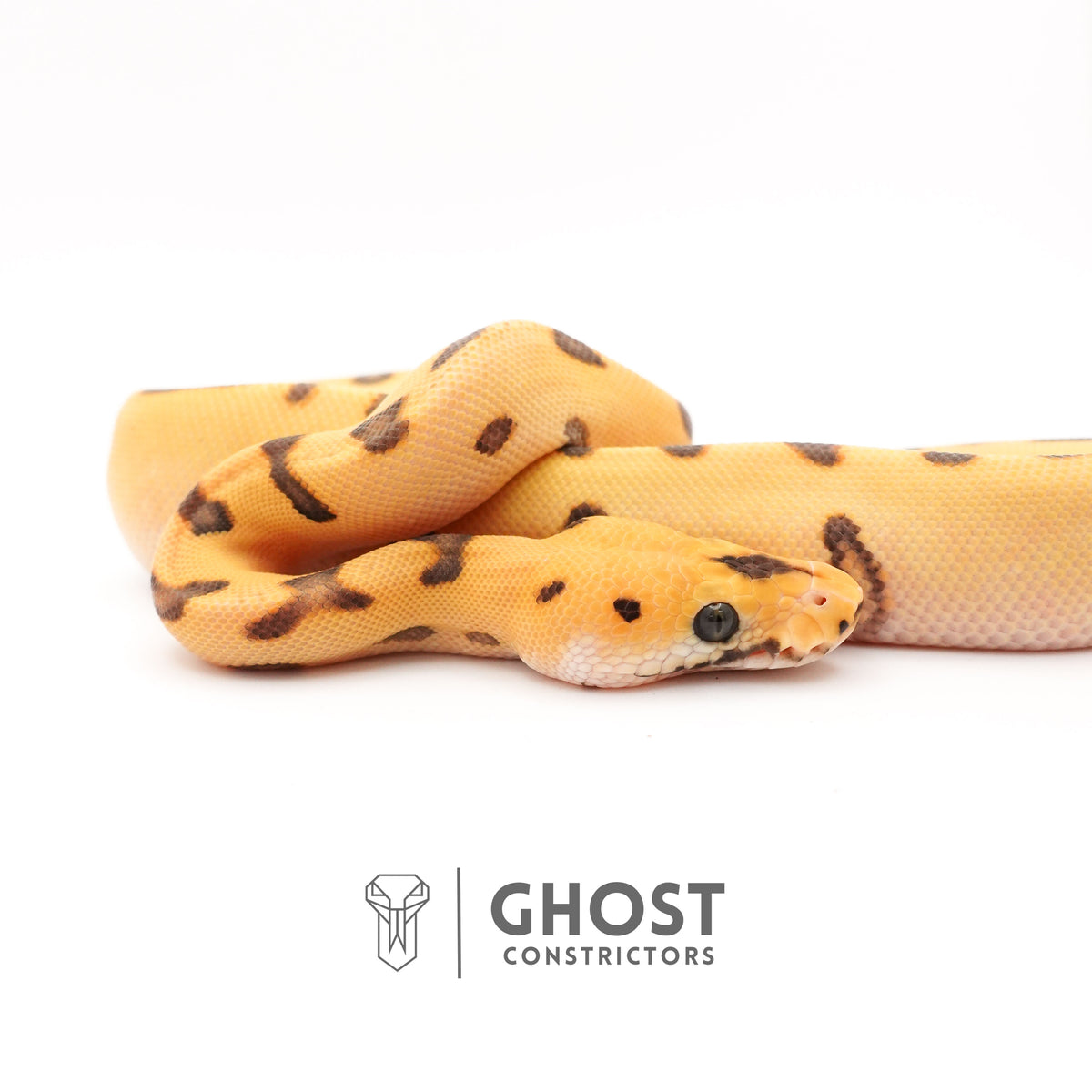 Spotnose, Super Enchi, Desert Ghost, Clown — Female, 2025 hatch, captive-bred by Ghost Constrictors