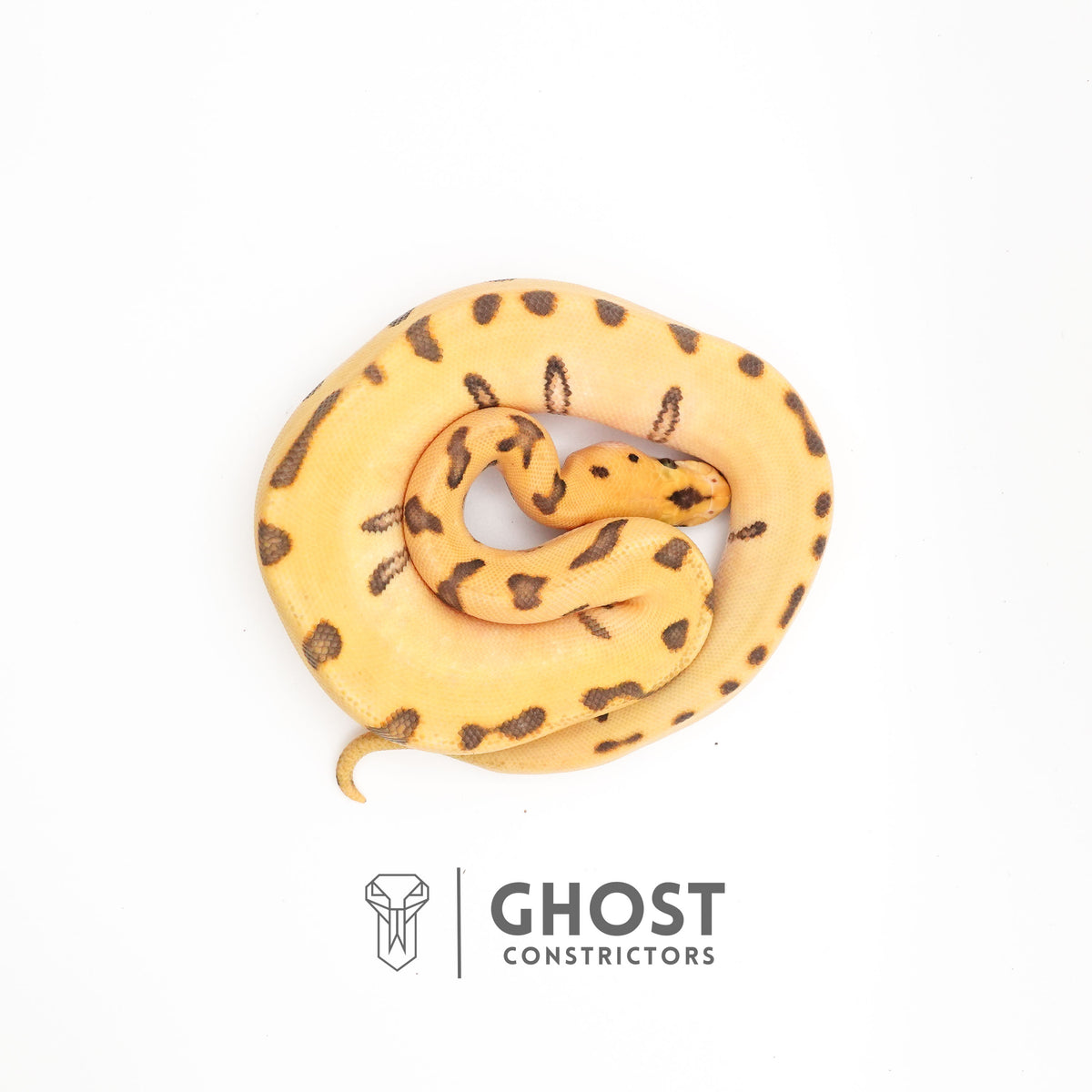 Spotnose, Super Enchi, Desert Ghost, Clown — Female, 2025 hatch, captive-bred by Ghost Constrictors