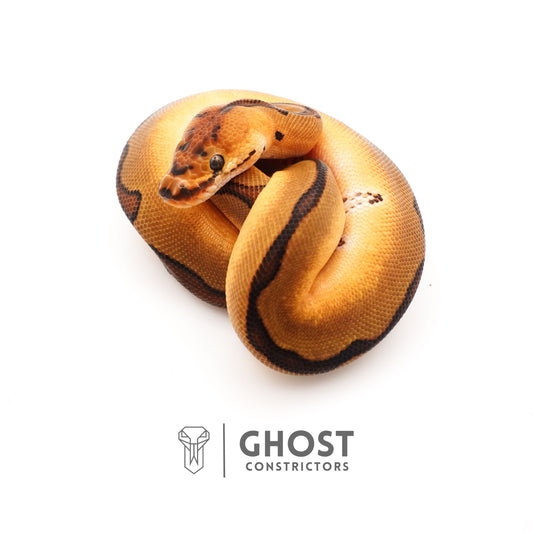 Possible Fire Enchi Clown Het Desert Ghost Ball Python for Sale