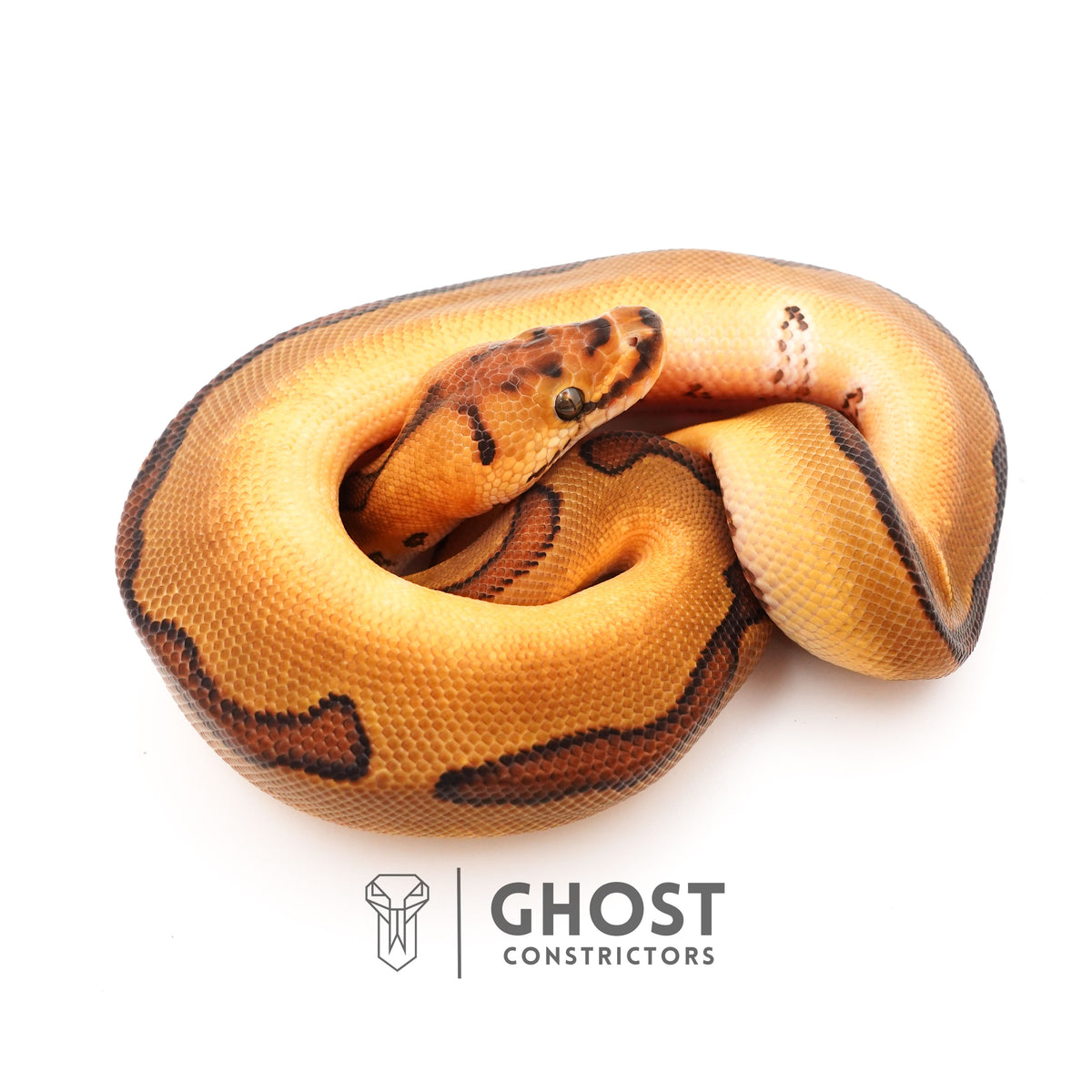 Possible Fire Enchi Clown Het Desert Ghost Ball Python for Sale — Male, 2025 hatch, captive-bred by Ghost Constrictors