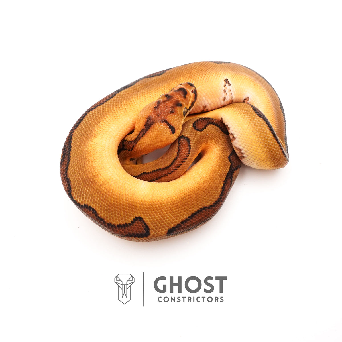 Possible Fire Enchi Clown Het Desert Ghost Ball Python for Sale — Male, 2025 hatch, captive-bred by Ghost Constrictors