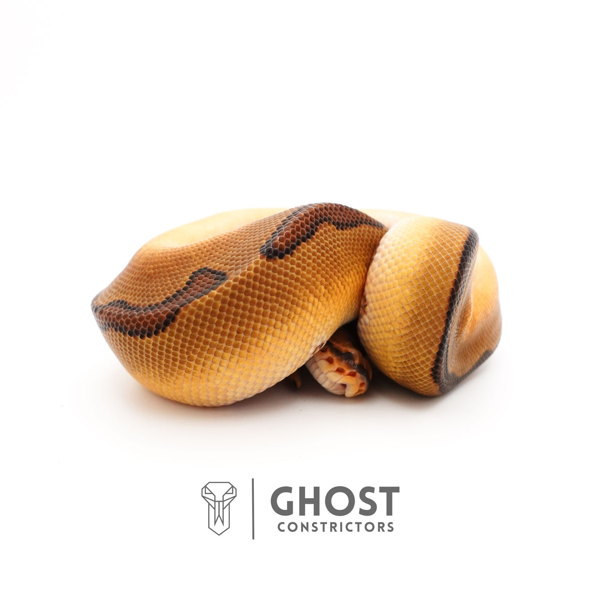 Possible Fire Enchi Clown Het Desert Ghost Ball Python for Sale — Male, 2025 hatch, captive-bred by Ghost Constrictors