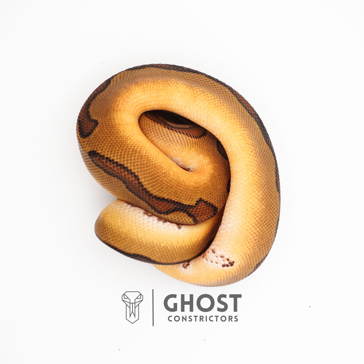 Possible Fire Enchi Clown Het Desert Ghost Ball Python for Sale — Male, 2025 hatch, captive-bred by Ghost Constrictors