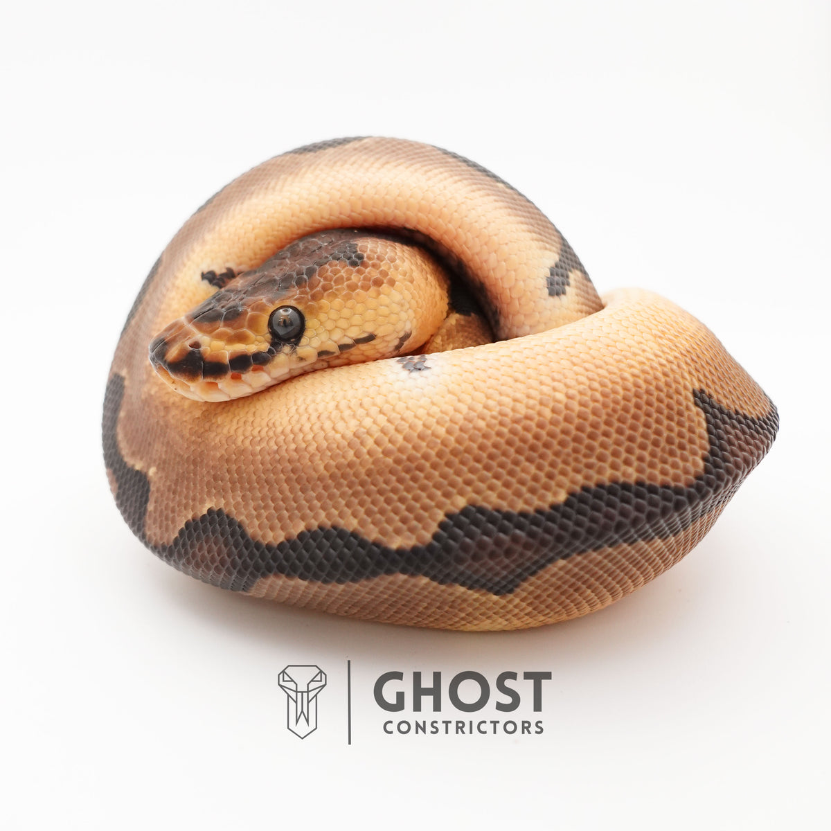 Enchi Spotnose Pos Redstripe Clown Het Desert Ghost Ball Python for Sale — Male, 2025 hatch, captive-bred by Ghost Constrictors