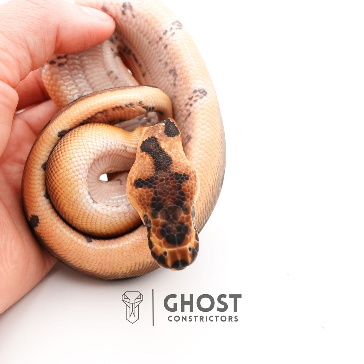 Enchi Spotnose Pos Redstripe Clown Het Desert Ghost Ball Python for Sale — Male, 2025 hatch, captive-bred by Ghost Constrictors