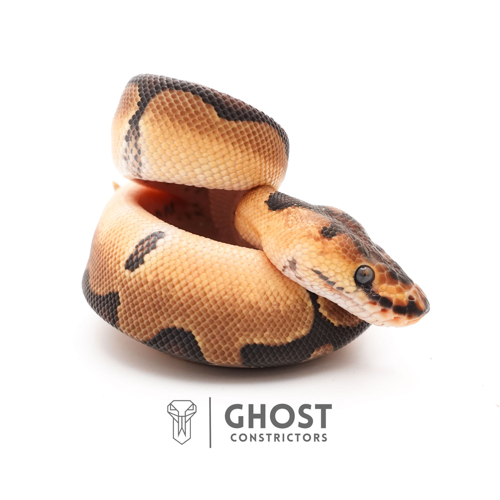 Enchi Spotnose Pos Redstripe Clown Het Desert Ghost Ball Python for Sale — Male, 2025 hatch, captive-bred by Ghost Constrictors