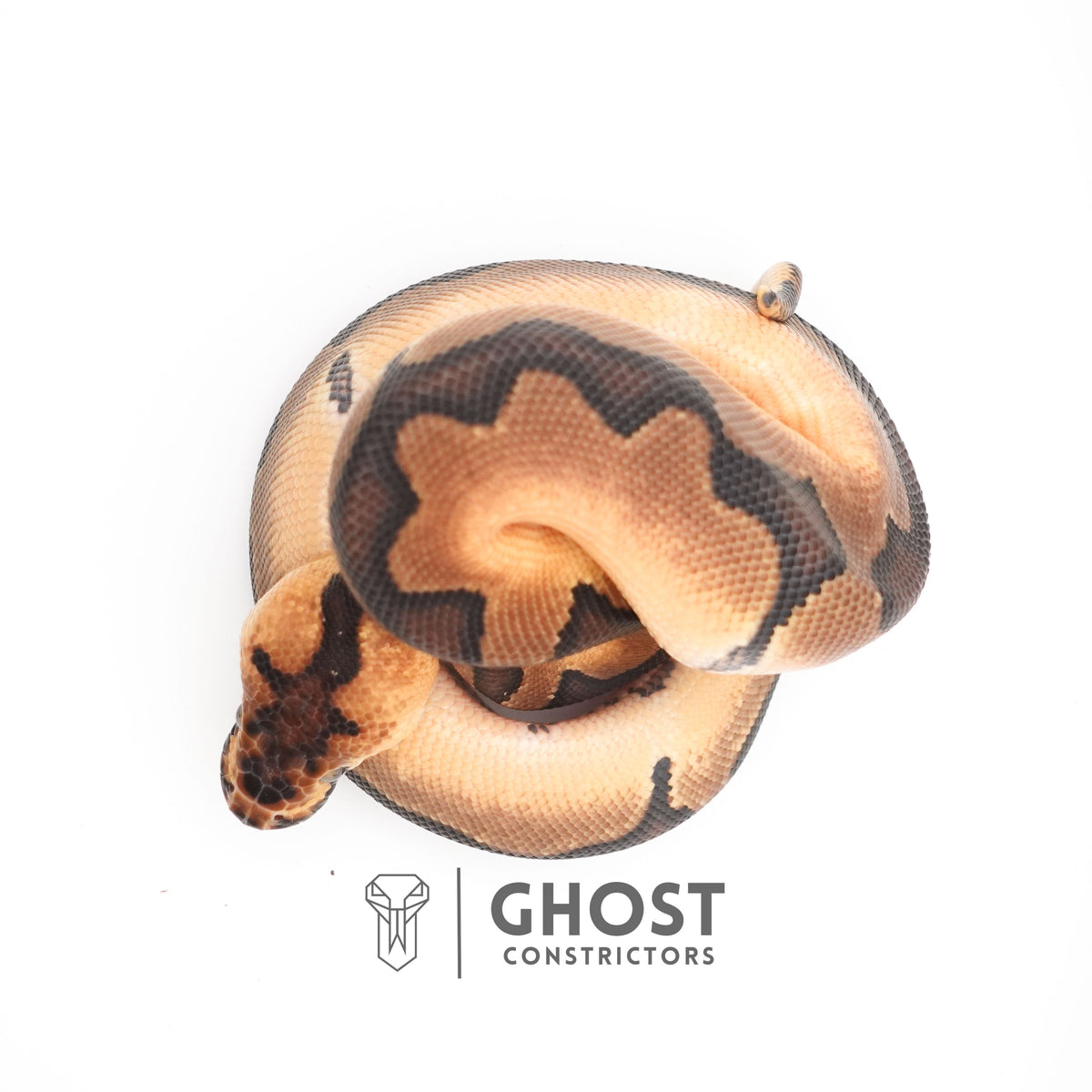 Enchi Spotnose Pos Redstripe Clown Het Desert Ghost Ball Python for Sale — Male, 2025 hatch, captive-bred by Ghost Constrictors