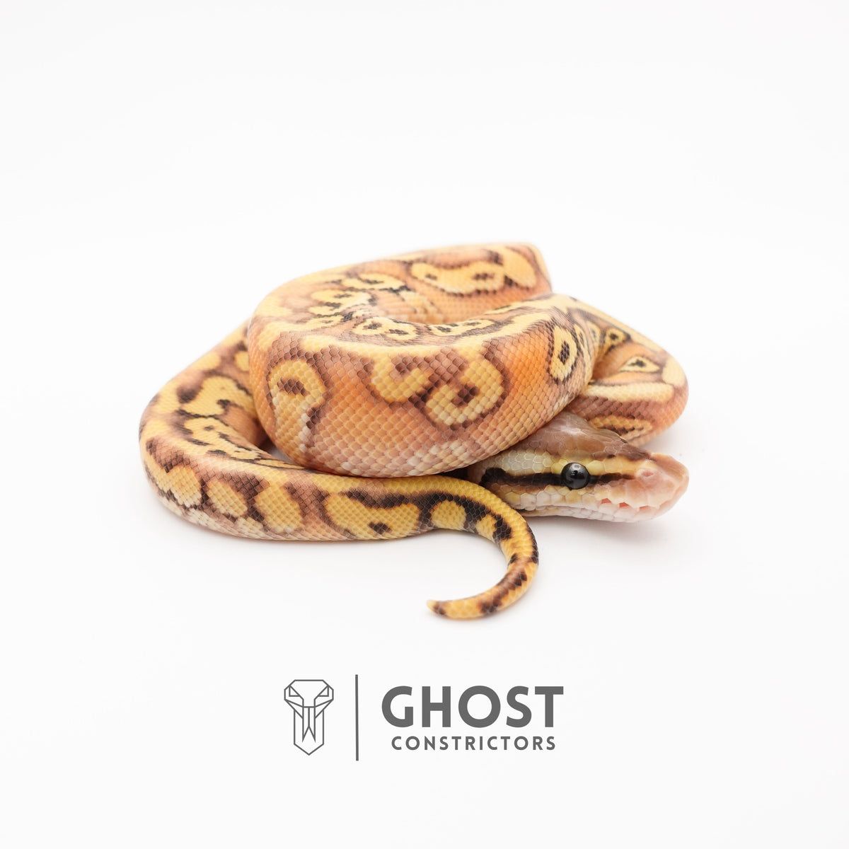 Black Head Pastel HGW Mystic Asphalt 50% Het Hypo Ball Python — Female, 2025 hatch, captive-bred by Ghost Constrictors