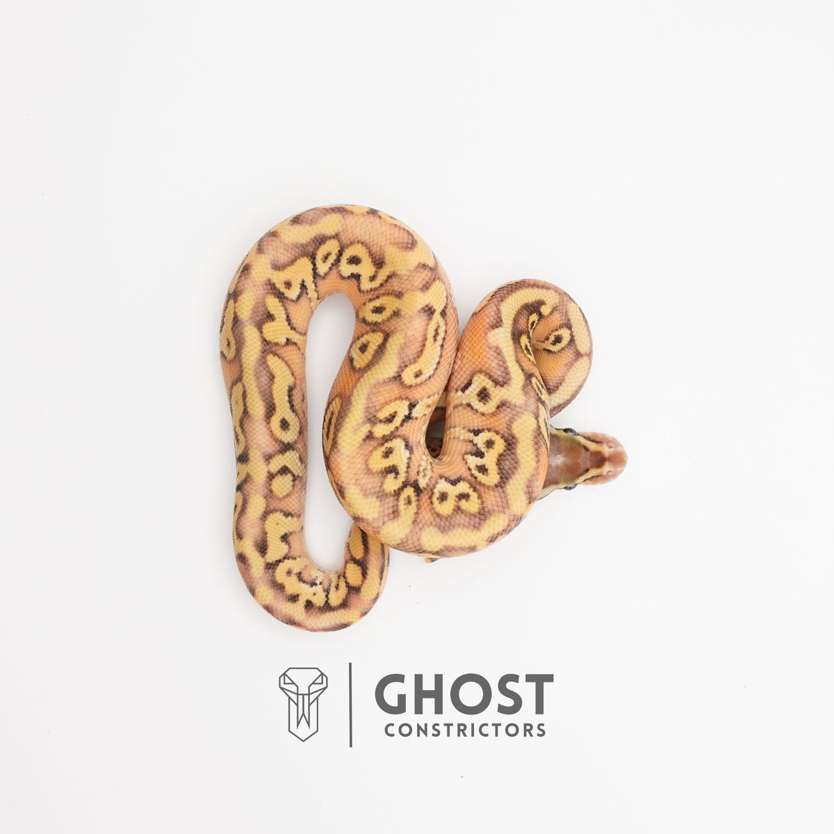 Black Head Pastel HGW Mystic Asphalt 50% Het Hypo Ball Python — Female, 2025 hatch, captive-bred by Ghost Constrictors