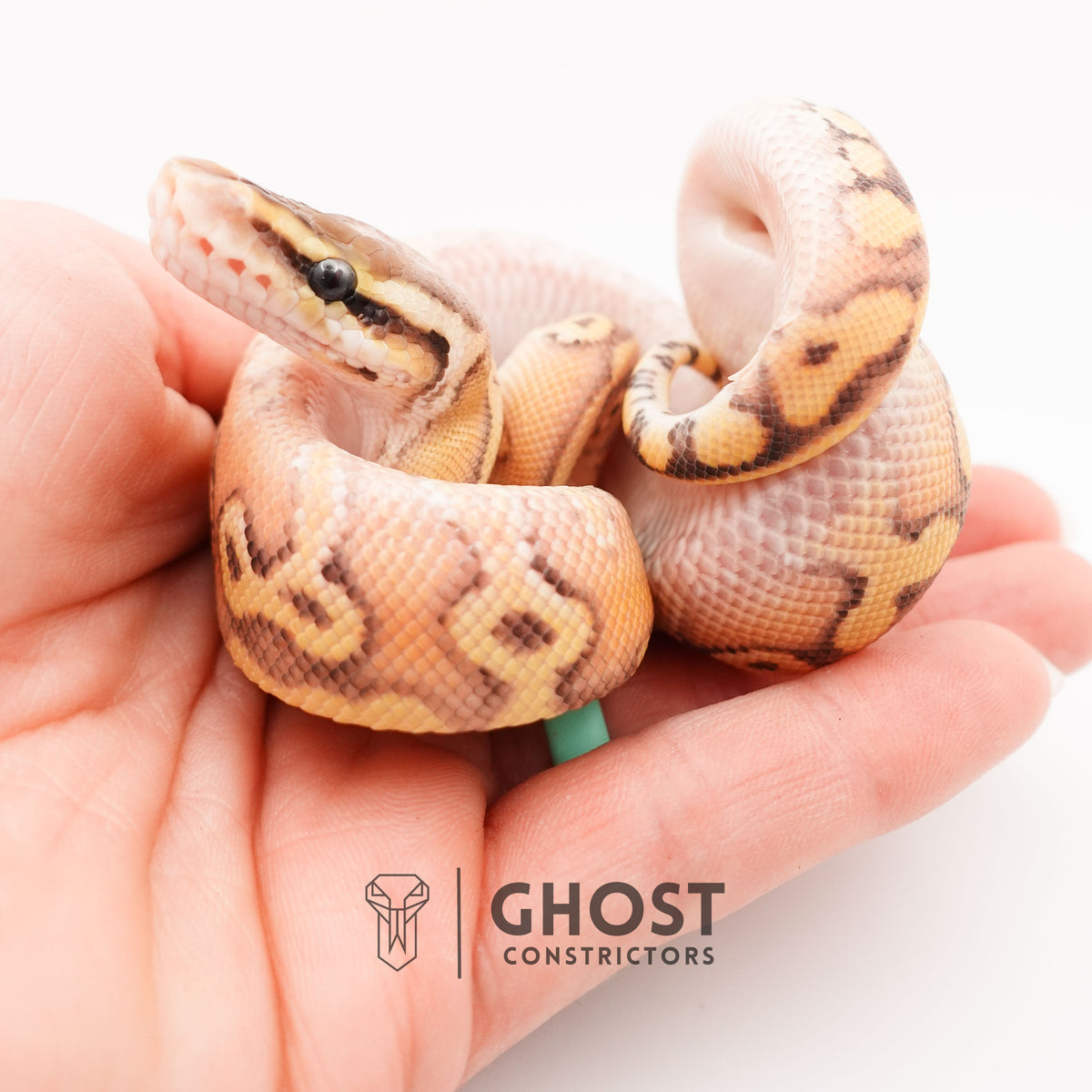 Black Head Pastel HGW Mystic Asphalt 50% Het Hypo Ball Python — Female, 2025 hatch, captive-bred by Ghost Constrictors
