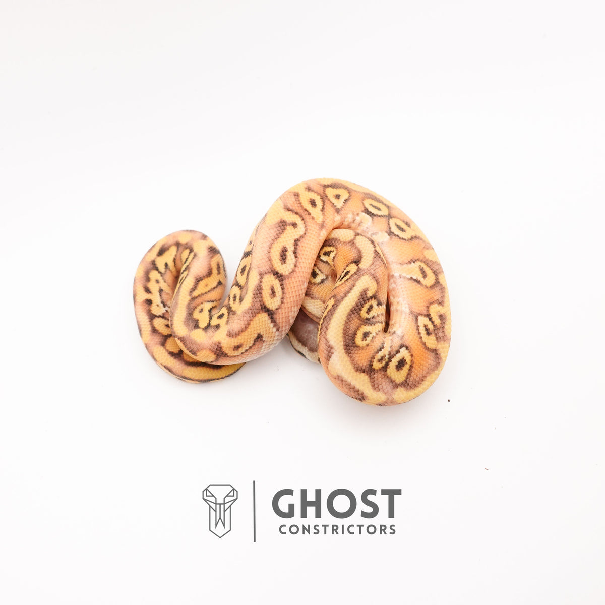 Black Head Pastel HGW Mystic Asphalt 50% Het Hypo Ball Python — Female, 2025 hatch, captive-bred by Ghost Constrictors