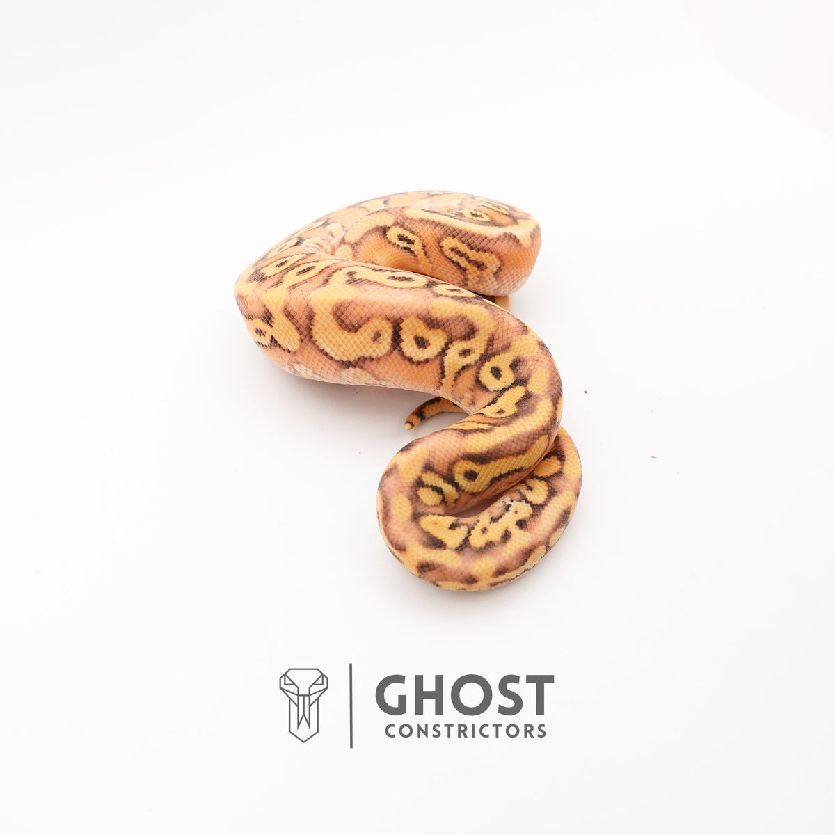 Black Head Pastel HGW Mystic Asphalt 50% Het Hypo Ball Python — Female, 2025 hatch, captive-bred by Ghost Constrictors