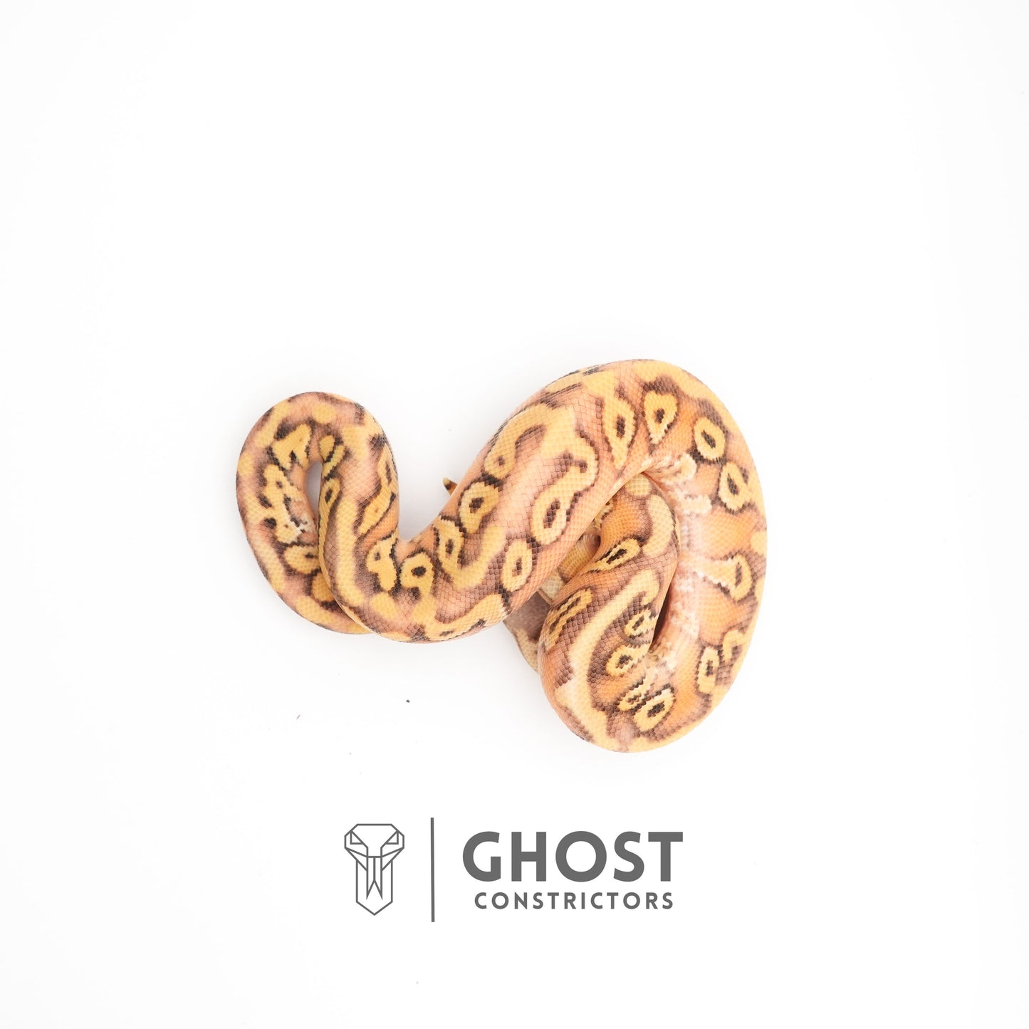 Black Head Pastel HGW Mystic Asphalt 50% Het Hypo Ball Python