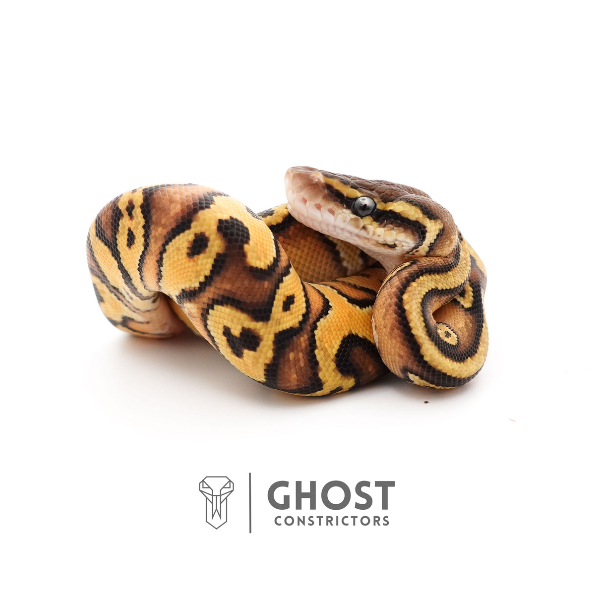 Pastel Enchi Asphalt 50% Het Hypo Ball Python — Female, 2025 hatch, captive-bred by Ghost Constrictors