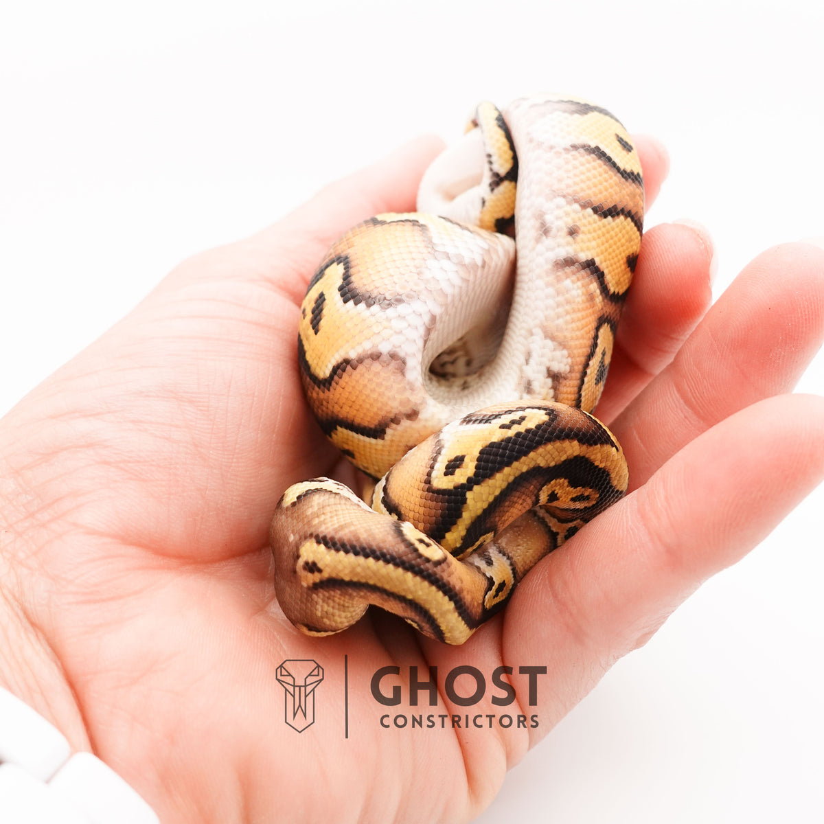 Pastel Enchi Asphalt 50% Het Hypo Ball Python — Female, 2025 hatch, captive-bred by Ghost Constrictors