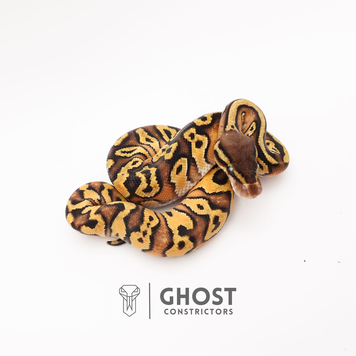 Pastel Enchi Asphalt 50% Het Hypo Ball Python — Female, 2025 hatch, captive-bred by Ghost Constrictors