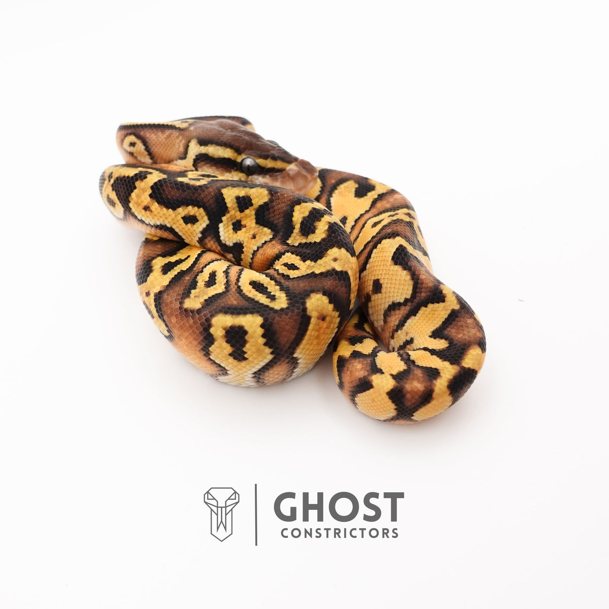 Pastel Enchi Asphalt 50% Het Hypo Ball Python — Female, 2025 hatch, captive-bred by Ghost Constrictors