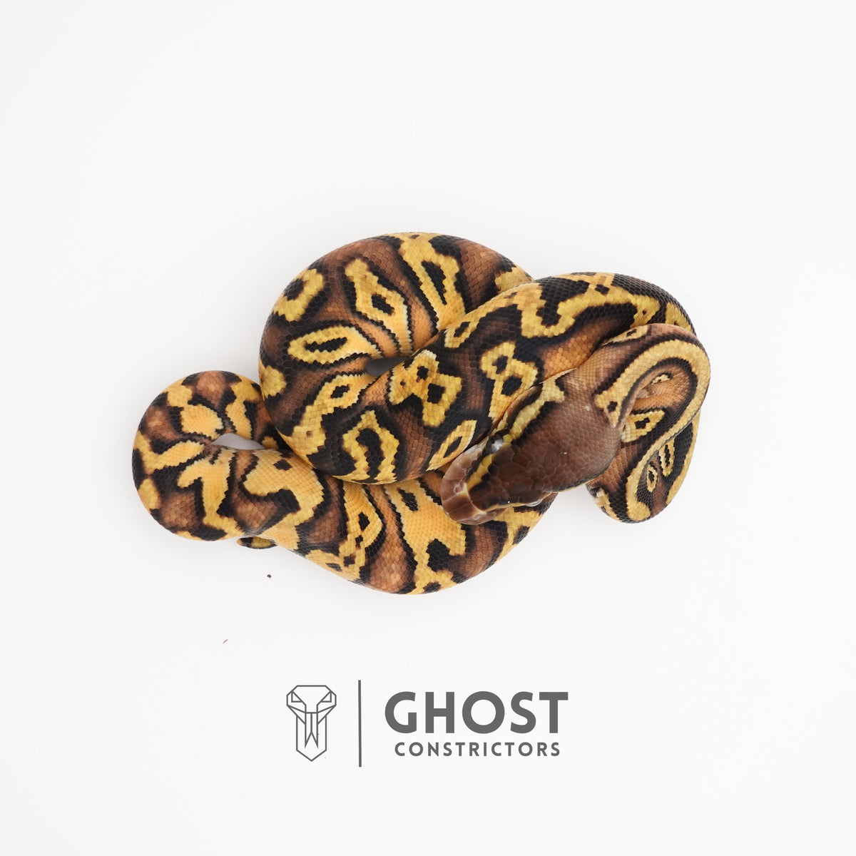 Pastel Enchi Asphalt 50% Het Hypo Ball Python — Female, 2025 hatch, captive-bred by Ghost Constrictors