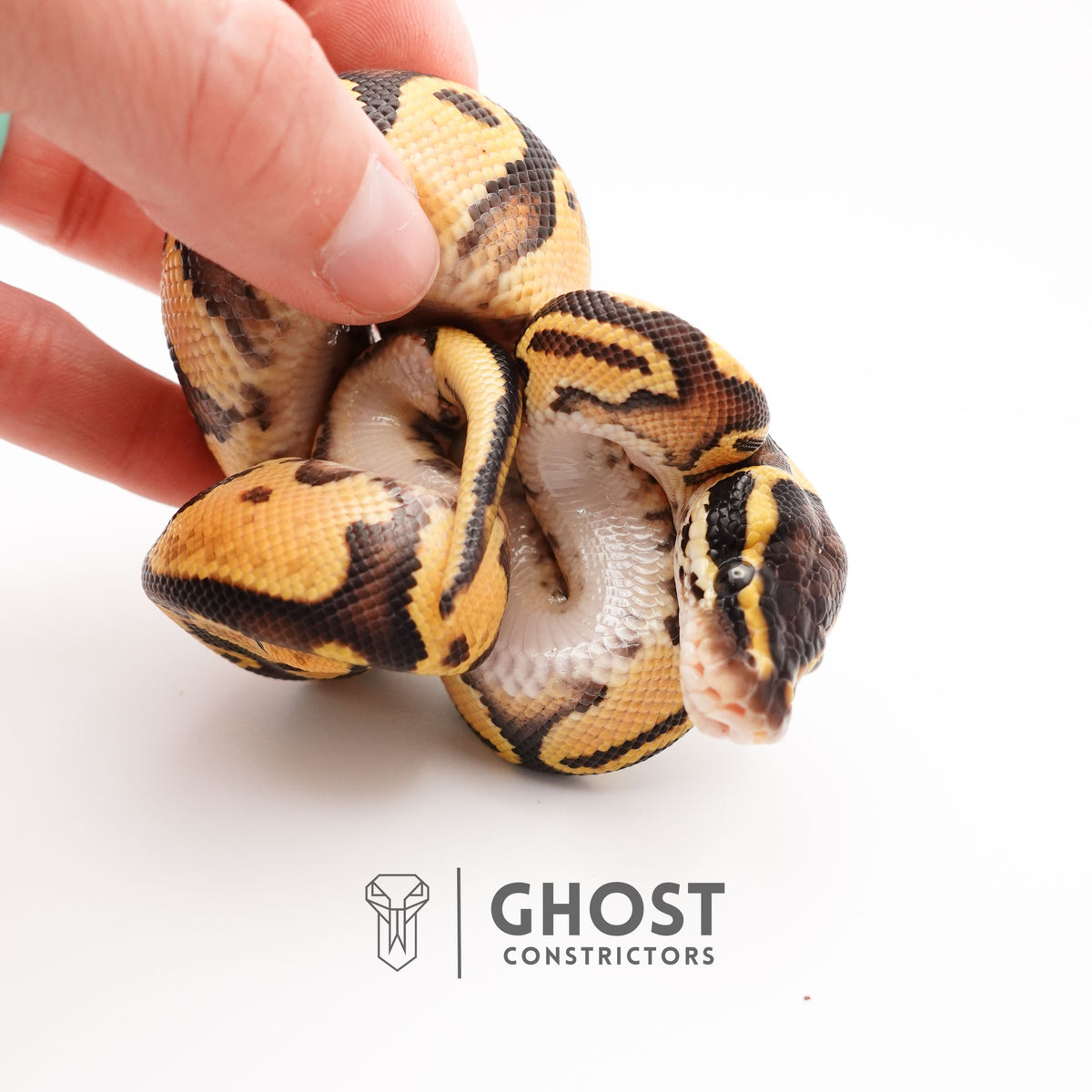 Pastel Mystic HGW Asphalt 50% Het Hypo Ball Python — Male, 2025 hatch, captive-bred by Ghost Constrictors