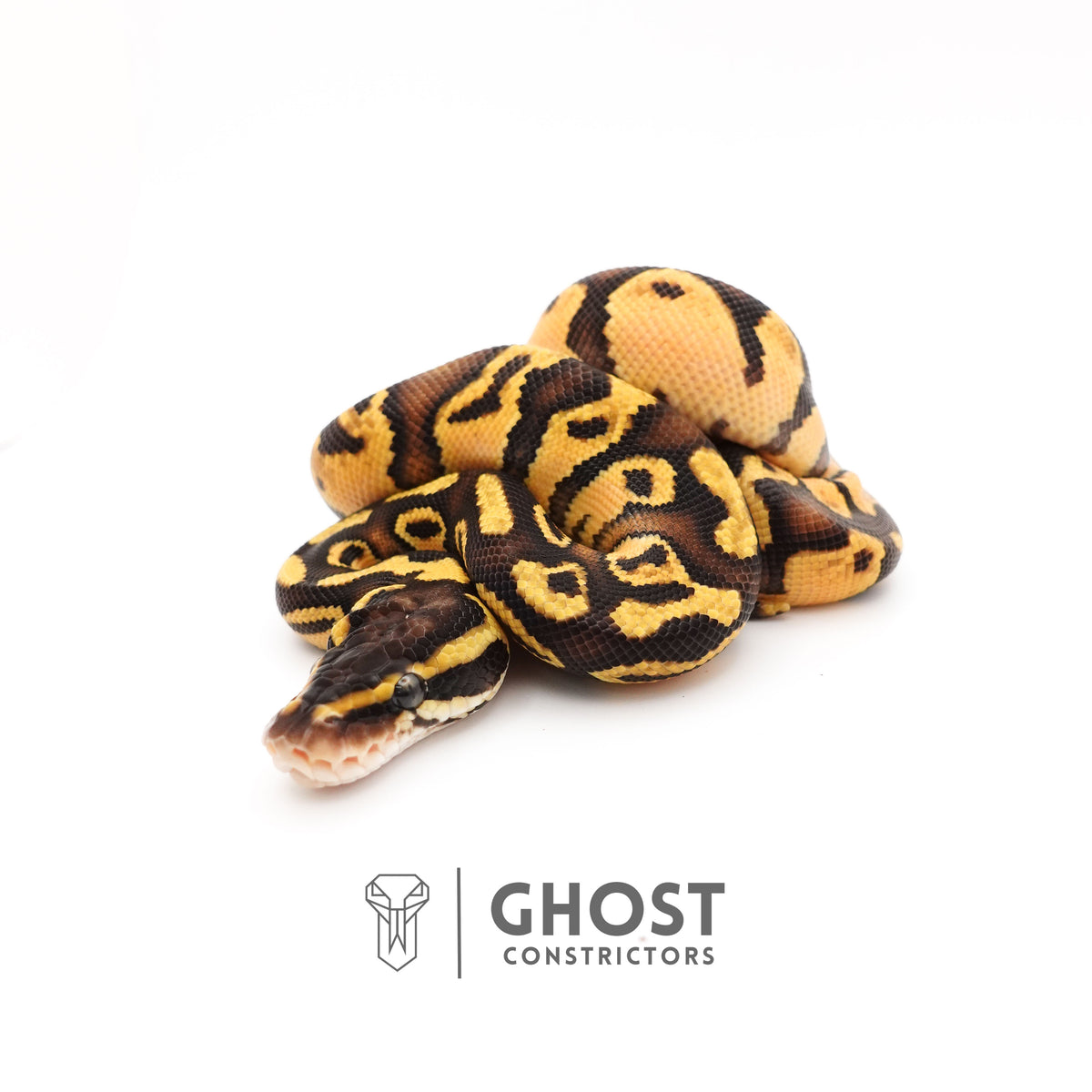 Pastel Mystic HGW Asphalt 50% Het Hypo Ball Python — Male, 2025 hatch, captive-bred by Ghost Constrictors