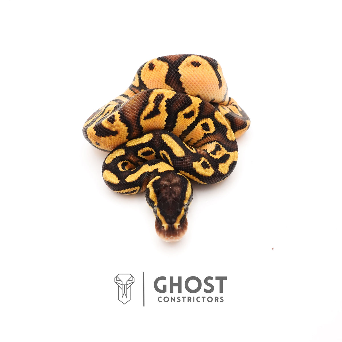 Pastel Mystic HGW Asphalt 50% Het Hypo Ball Python — Male, 2025 hatch, captive-bred by Ghost Constrictors