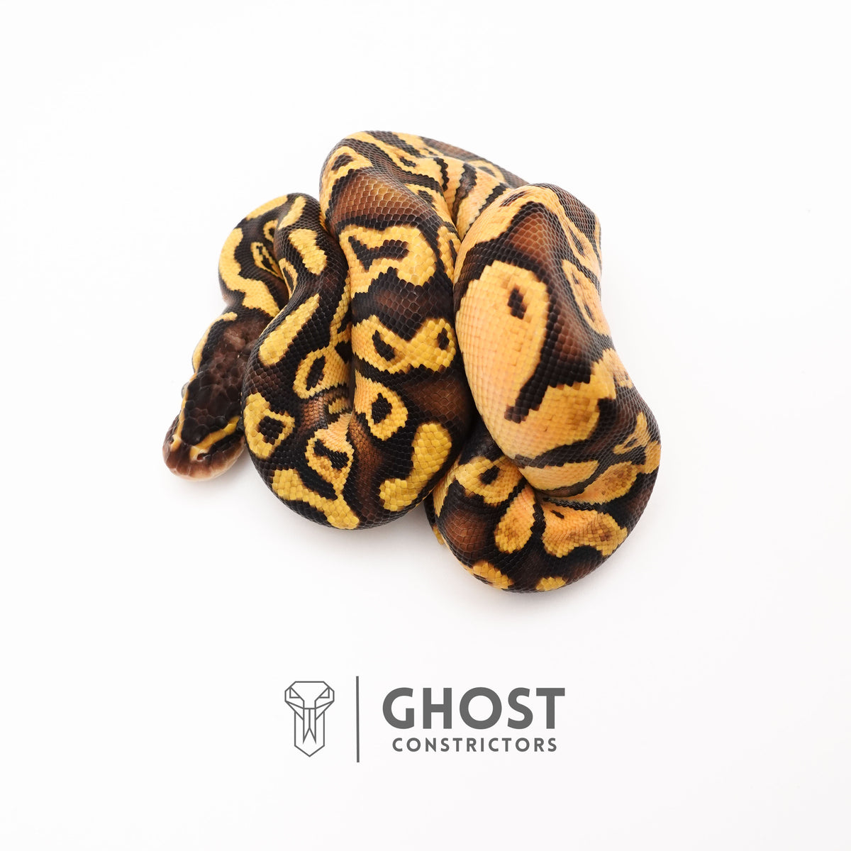 Pastel Mystic HGW Asphalt 50% Het Hypo Ball Python — Male, 2025 hatch, captive-bred by Ghost Constrictors