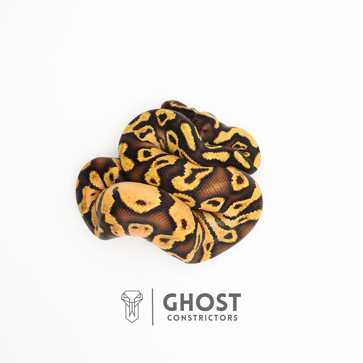 Pastel Mystic HGW Asphalt 50% Het Hypo Ball Python — Male, 2025 hatch, captive-bred by Ghost Constrictors
