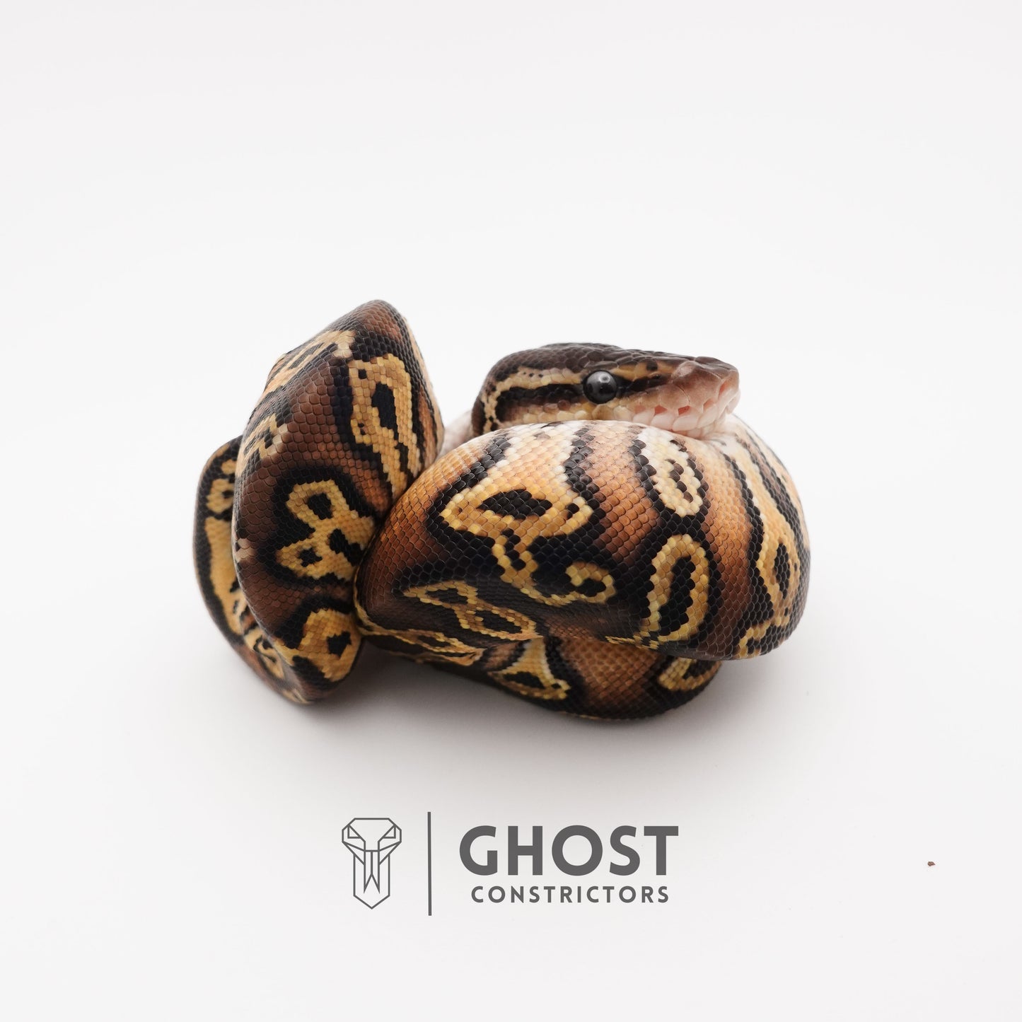 Mystic Black Head HGW Asphalt 50% Het Hypo Ball Python