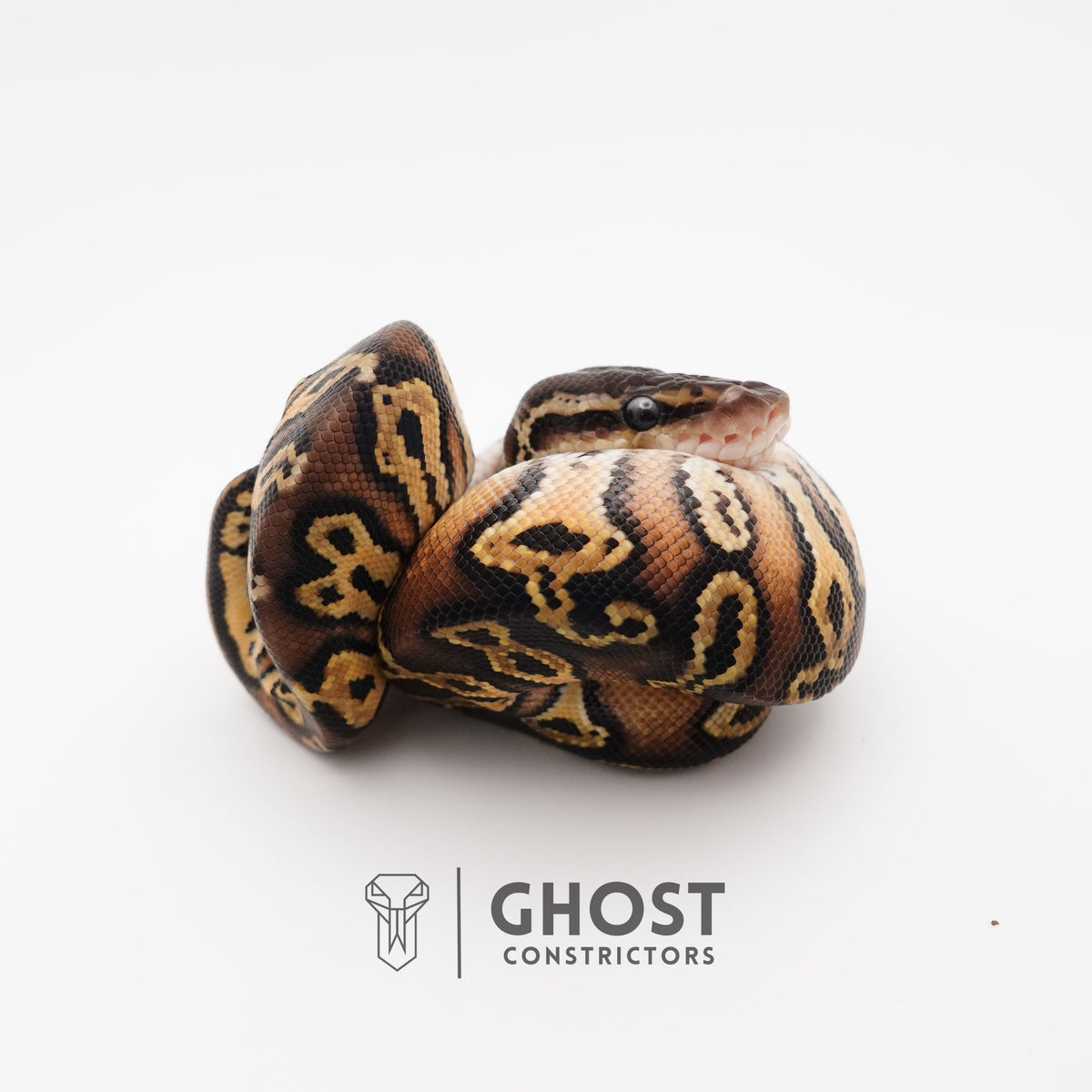 Mystic Black Head HGW Asphalt 50% Het Hypo Ball Python — Female, 2025 hatch, captive-bred by Ghost Constrictors