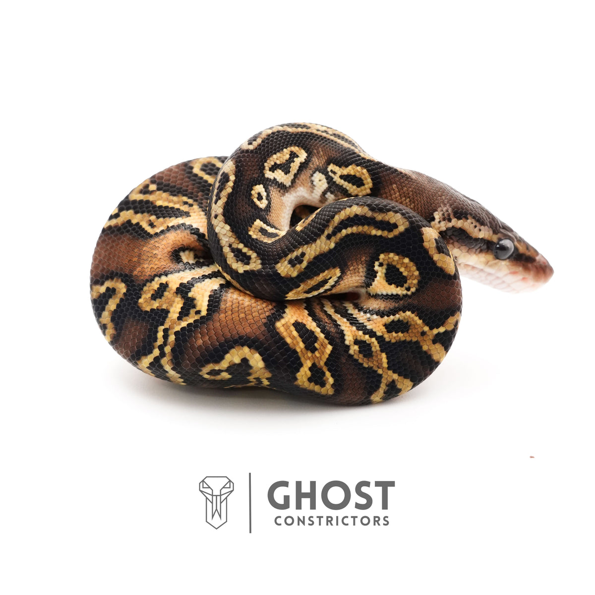 Mystic Black Head HGW Asphalt 50% Het Hypo Ball Python — Female, 2025 hatch, captive-bred by Ghost Constrictors