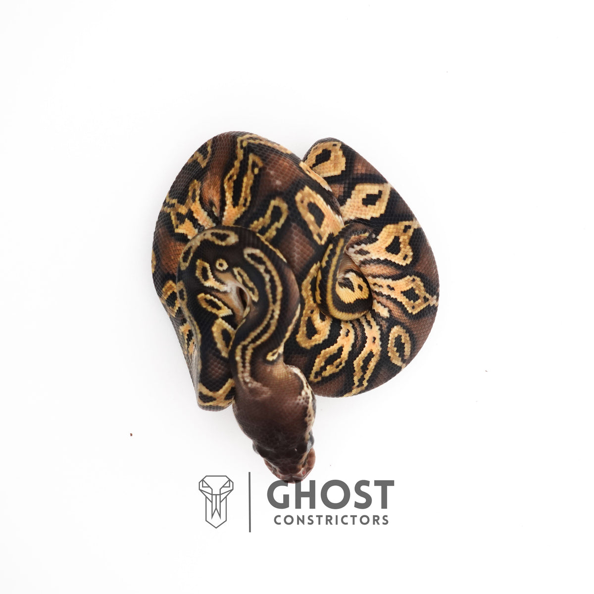 Mystic Black Head HGW Asphalt 50% Het Hypo Ball Python — Female, 2025 hatch, captive-bred by Ghost Constrictors