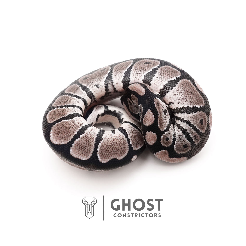 VPI Axanthic Het Piebald — Male, 2025 hatch, captive-bred by Ghost Constrictors