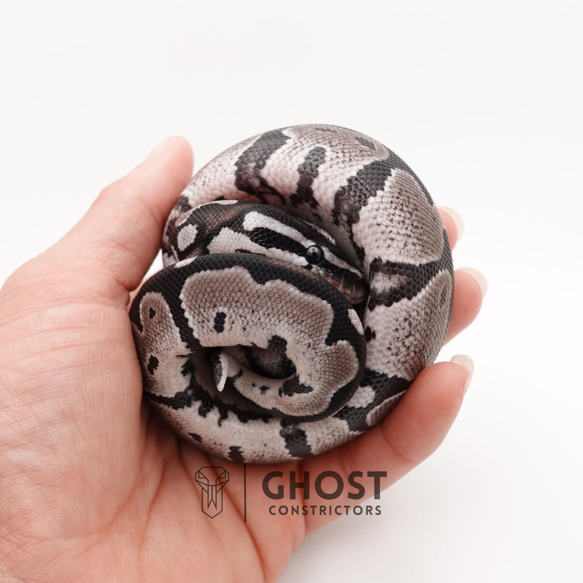 VPI Axanthic Het Piebald — Male, 2025 hatch, captive-bred by Ghost Constrictors