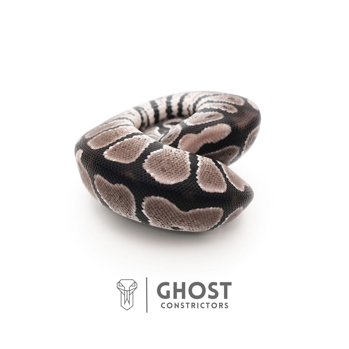 VPI Axanthic Het Piebald — Male, 2025 hatch, captive-bred by Ghost Constrictors