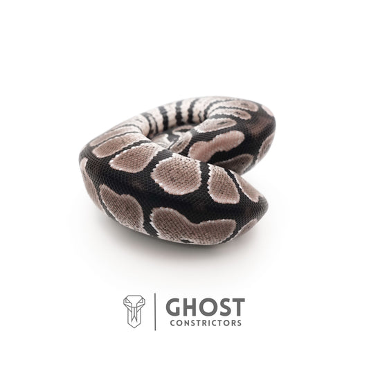VPI Axanthic Het Piebald