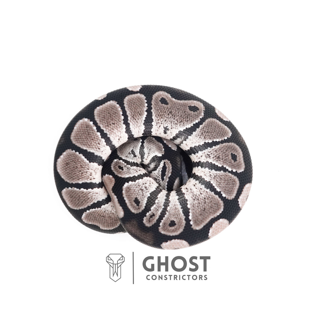 VPI Axanthic Het Piebald — Male, 2025 hatch, captive-bred by Ghost Constrictors
