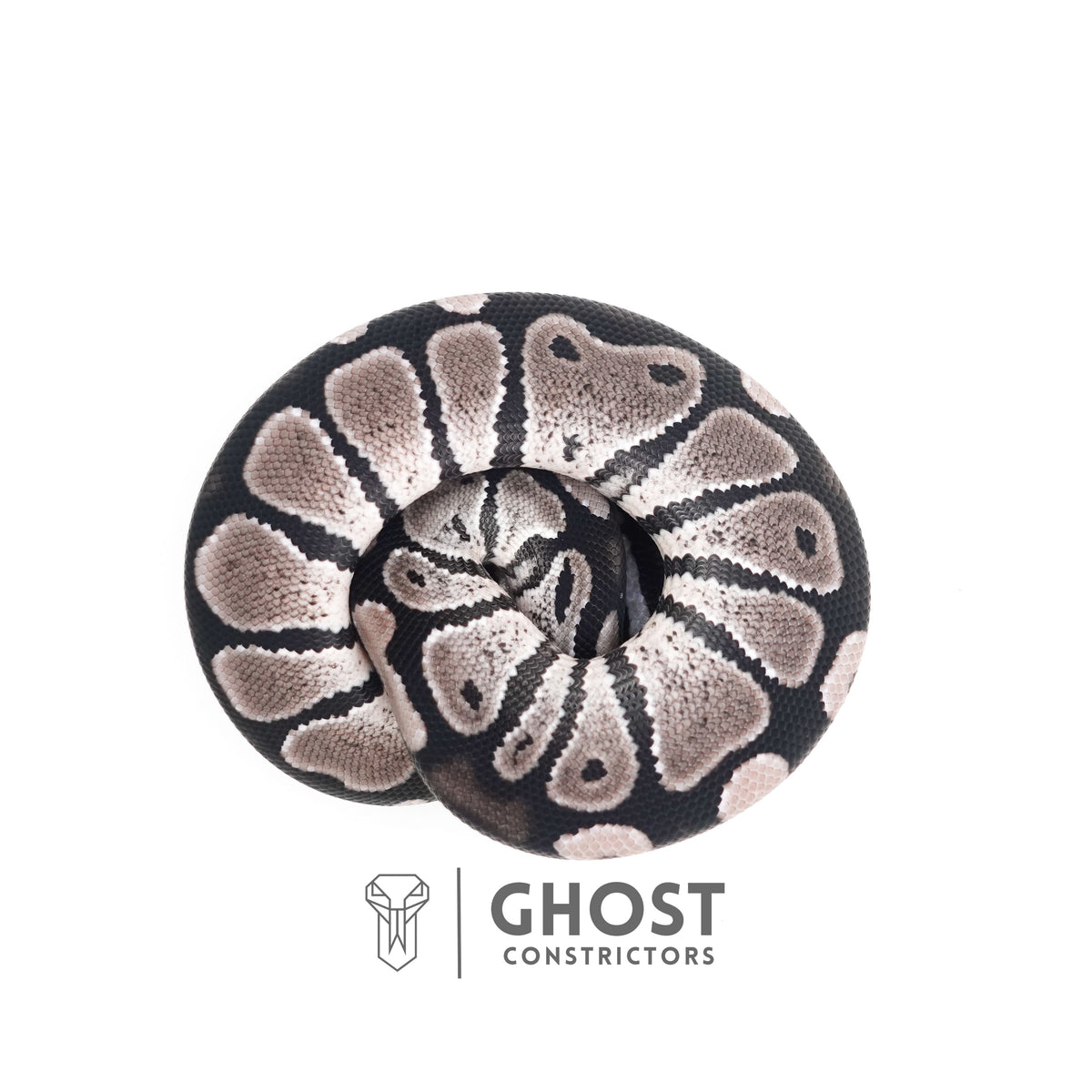 VPI Axanthic Het Piebald — Male, 2025 hatch, captive-bred by Ghost Constrictors