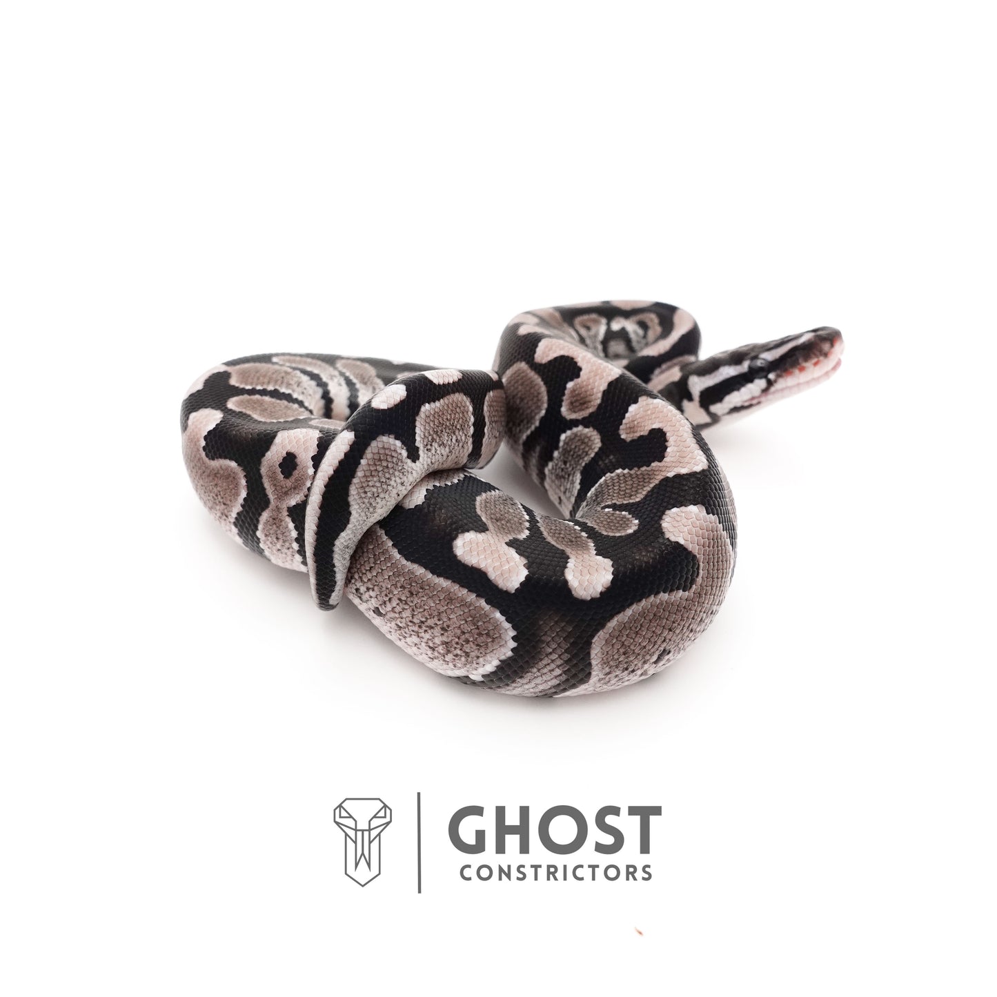 VPI Axanthic Het Piebald