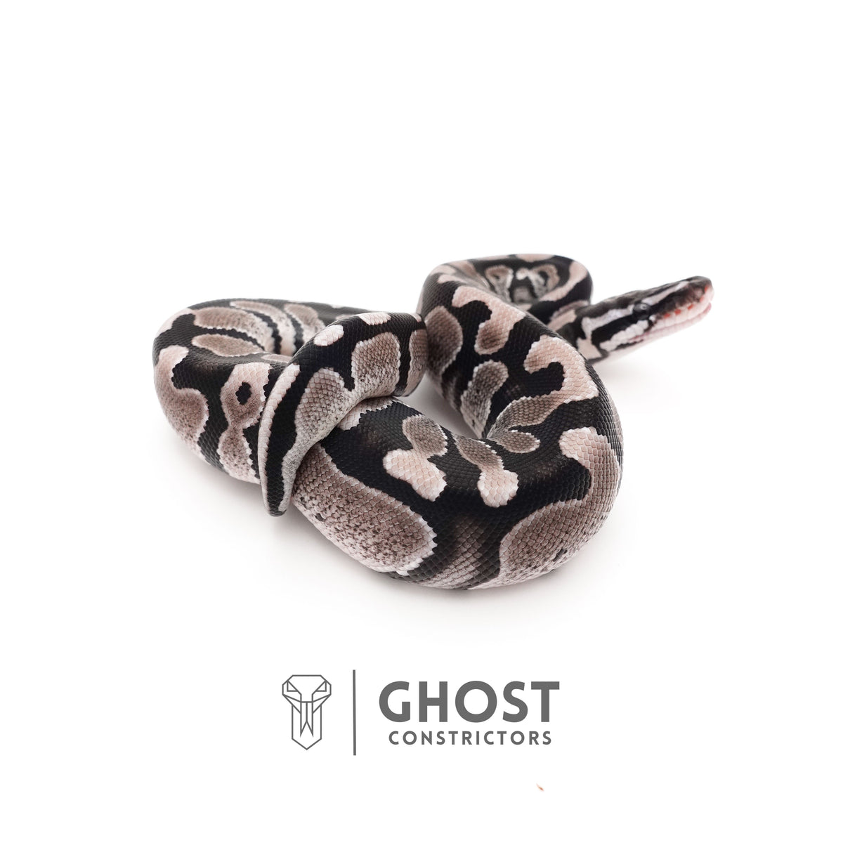 Axanthic VPI Het Pied Ball Python — Female, 2025 hatch, captive-bred by Ghost Constrictors