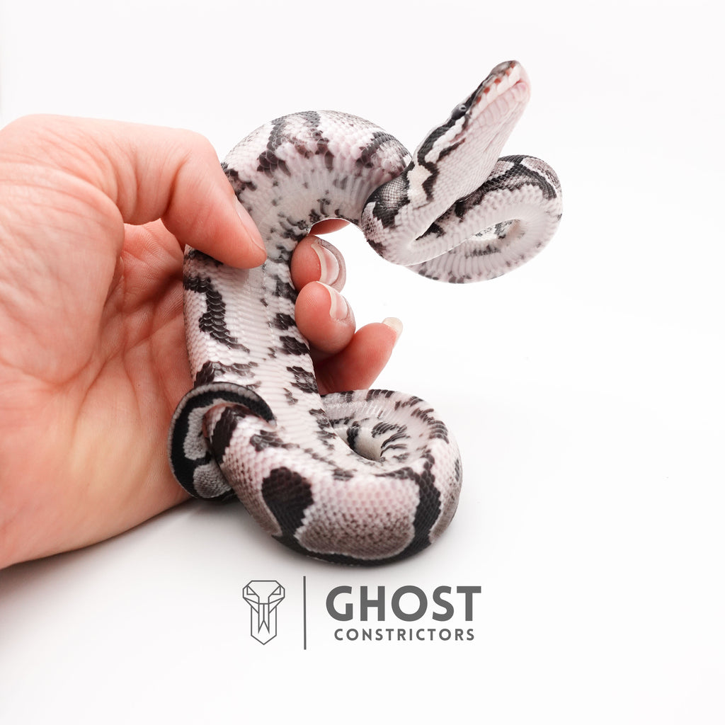 Axanthic VPI Het Pied Ball Python — Female, 2025 hatch, captive-bred by Ghost Constrictors