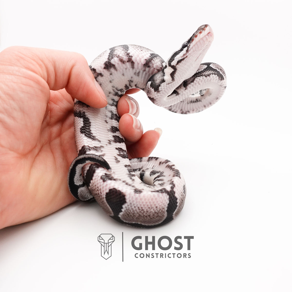 Axanthic VPI Het Pied Ball Python — Female, 2025 hatch, captive-bred by Ghost Constrictors