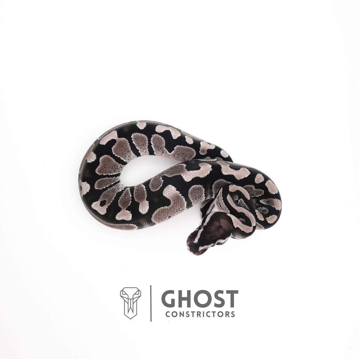 Axanthic VPI Het Pied Ball Python — Female, 2025 hatch, captive-bred by Ghost Constrictors