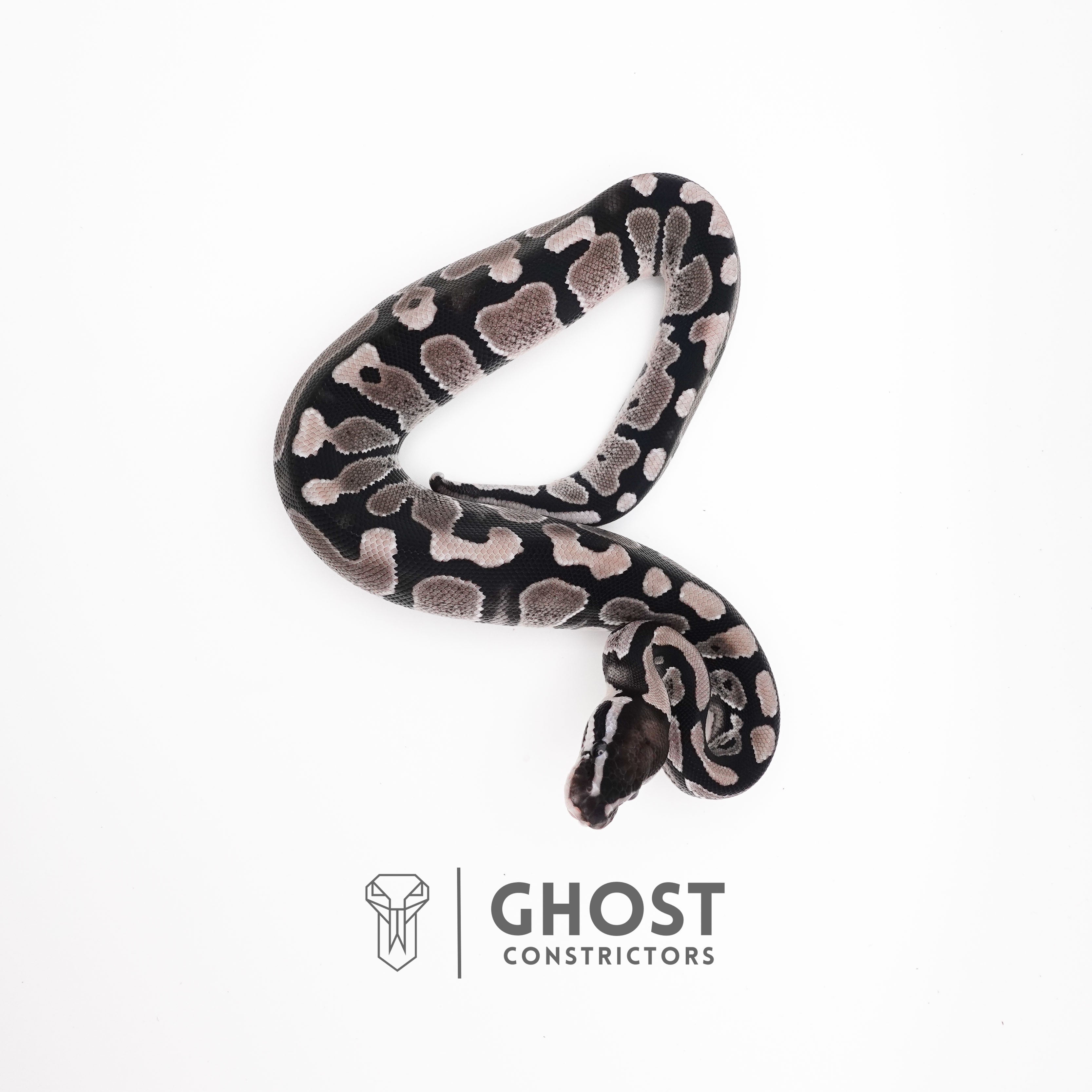 Axanthic Ball Python Adult VPI Axanthic Ball Pythons for Sale | Rare Silver & Black Morphs – Ghost ...
