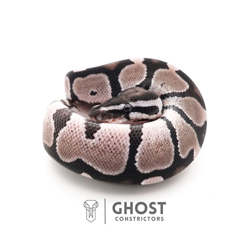 VPI Axanthic Het Piebald — Female, 2025 hatch, captive-bred by Ghost Constrictors