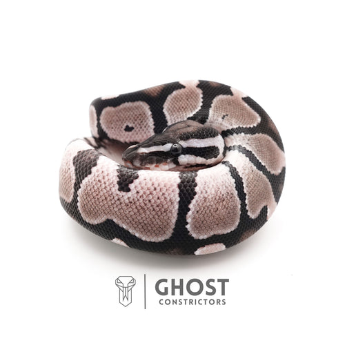 VPI Axanthic Het Piebald — Female, 2025 hatch, captive-bred by Ghost Constrictors