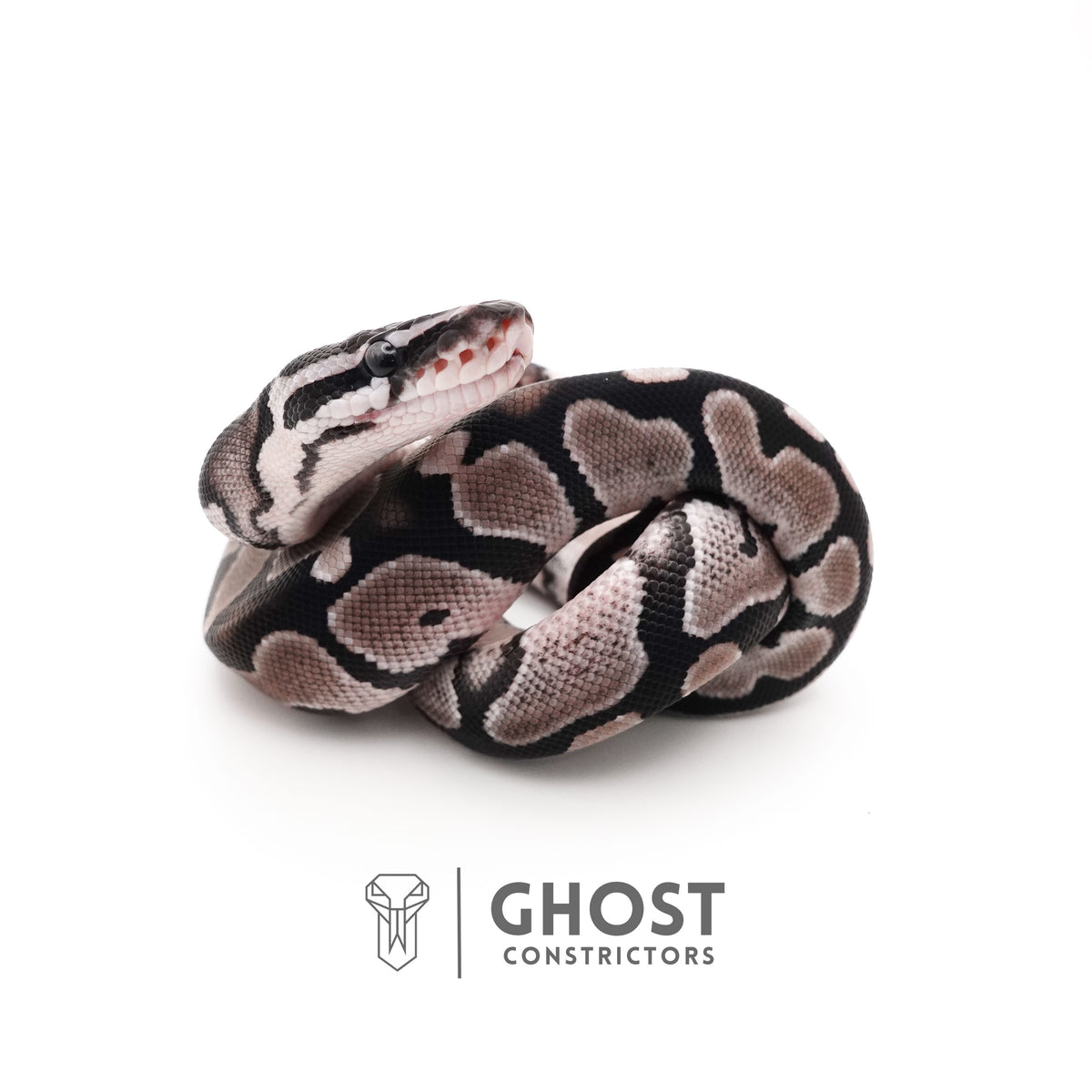 VPI Axanthic Het Piebald — Female, 2025 hatch, captive-bred by Ghost Constrictors