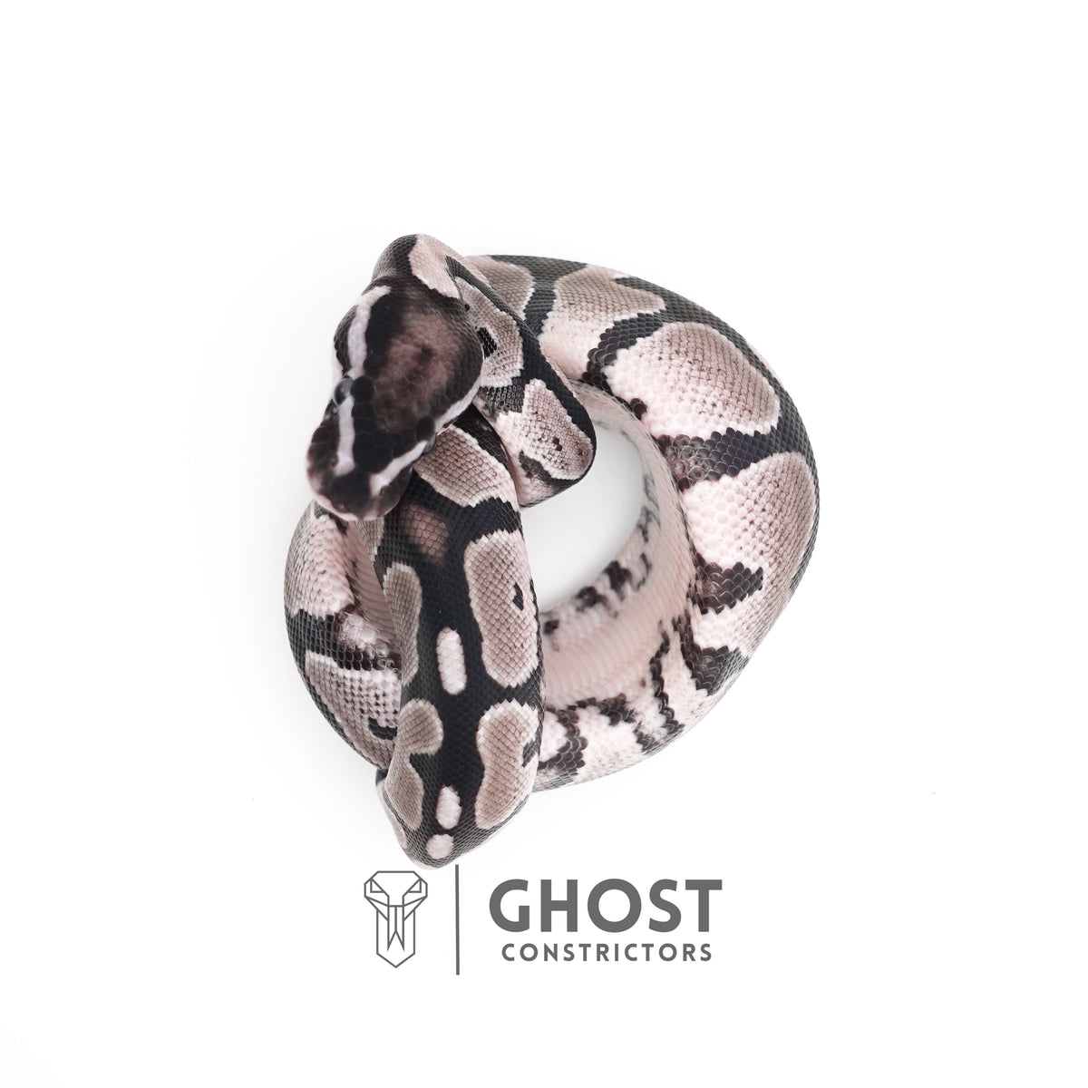 VPI Axanthic Het Piebald — Female, 2025 hatch, captive-bred by Ghost Constrictors