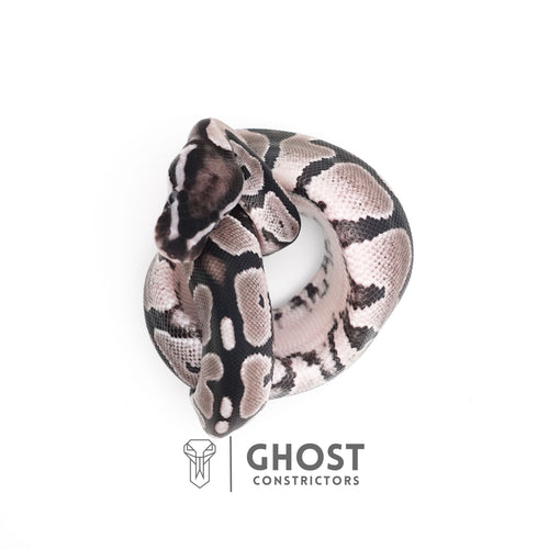 VPI Axanthic Het Piebald — Female, 2025 hatch, captive-bred by Ghost Constrictors