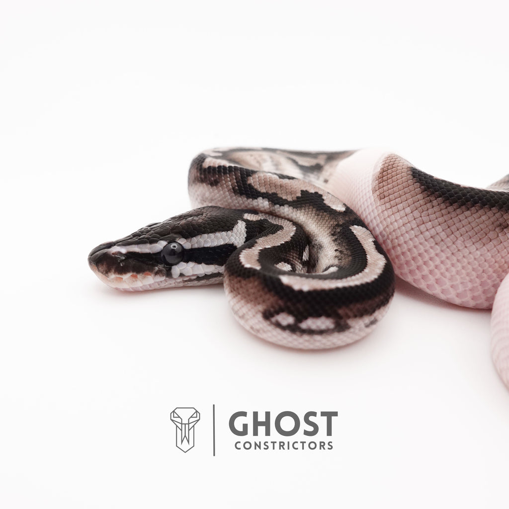 VPI Axanthic Piebald — Male, 2025 hatch, captive-bred by Ghost Constrictors